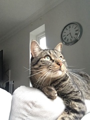 How close are your cats?