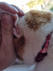 What are these on my cat.