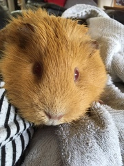 RIP my lovely ginger boy.