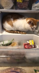 Ungrateful traitor cats