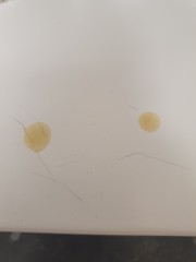 Cat loose poos are doing my head in!