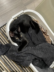 To wonder what your cat/s is called