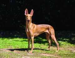 Which dog stops you in your tracks?