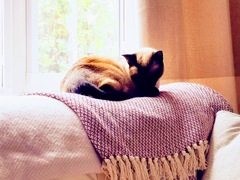 Rescue cat refusing all comforts