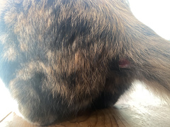Cat has a bad bite wound and I didn’t even know 😩