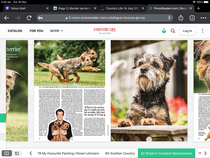 Border terriers!