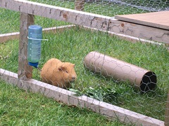 RIP my lovely ginger boy.