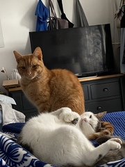 To wonder what your cat/s is called