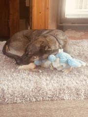 Comfort toy