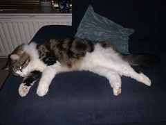 Would love to know my cat’s parentage