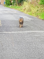 Thug cat part 4.  After all, it's not my Axminster.
