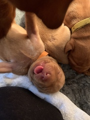I’ve (responsibly) bred a litter of puppies and I need a naming theme!