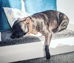Staffys - tell me honestly, do they deserve such a bad rep