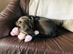 Comfort toy