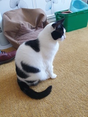 To wonder what your cat/s is called