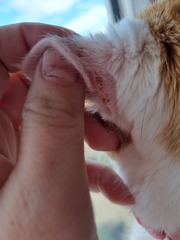 What are these on my cat.