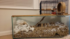 Should I foster guinea pigs?