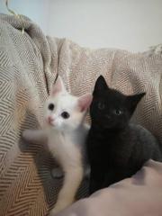 Is this kitten a male or female??