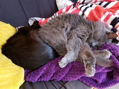 Chez Ollie - "Give me your tired, your paw, your purring masses..." - All welcome