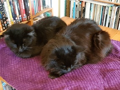 Chez Ollie - "Give me your tired, your paw, your purring masses..." - All welcome