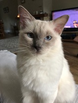 Tell me about Ragdolls