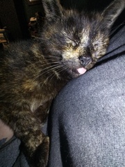 Chez Ollie - Free head boops for everyone