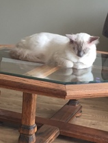 Tell me about Ragdolls