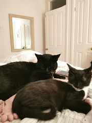 Do your cats sleep in your bedroom?