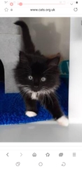 2 new kittens on the way