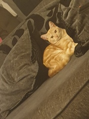 Considering giving away my Bengal