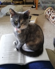 To wonder what your cat/s is called