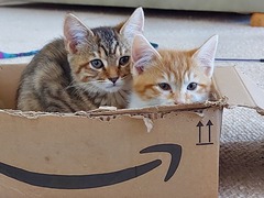 Travel with kittens