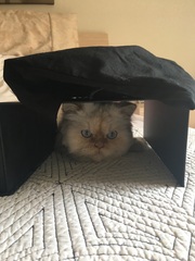 Rescue cat refusing all comforts