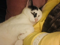 Beautiful boy to be put to sleep this afternoon