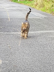 Thug cat part 4.  After all, it's not my Axminster.