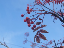 Can you ID this thin, small red leaved-tree on the verge?