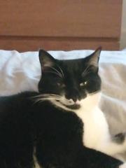 To wonder what your cat/s is called