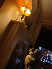 To wonder what your cat/s is called