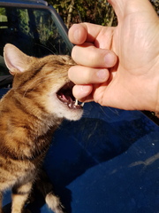 Thug cat part 4.  After all, it's not my Axminster.