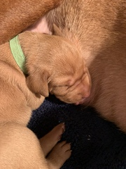 I’ve (responsibly) bred a litter of puppies and I need a naming theme!