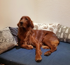 Beagle v cocker spaniel