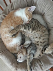 Travel with kittens