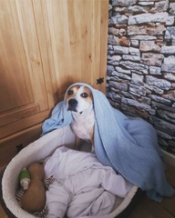 Staffys - tell me honestly, do they deserve such a bad rep