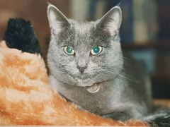 New kitten