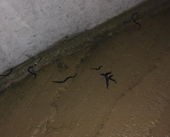 Erm, are these baby leeches in my garden. Caution, pics!