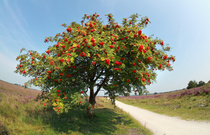 Can you ID this thin, small red leaved-tree on the verge?