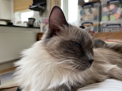 Help!  I'm trapped under a cat