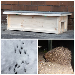 Can you train a hedgehog?
