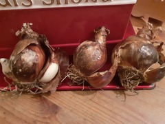 Poncetastic Christmas 2021
