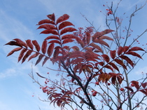 Can you ID this thin, small red leaved-tree on the verge?